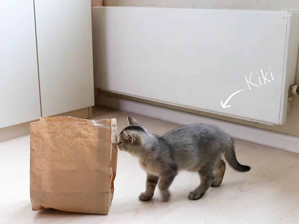 紙袋の中におやつが……