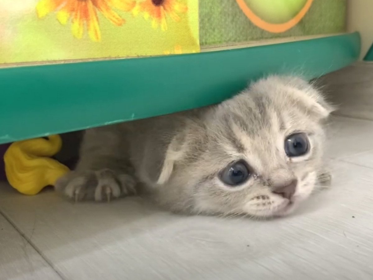 お顔がひょっこり！