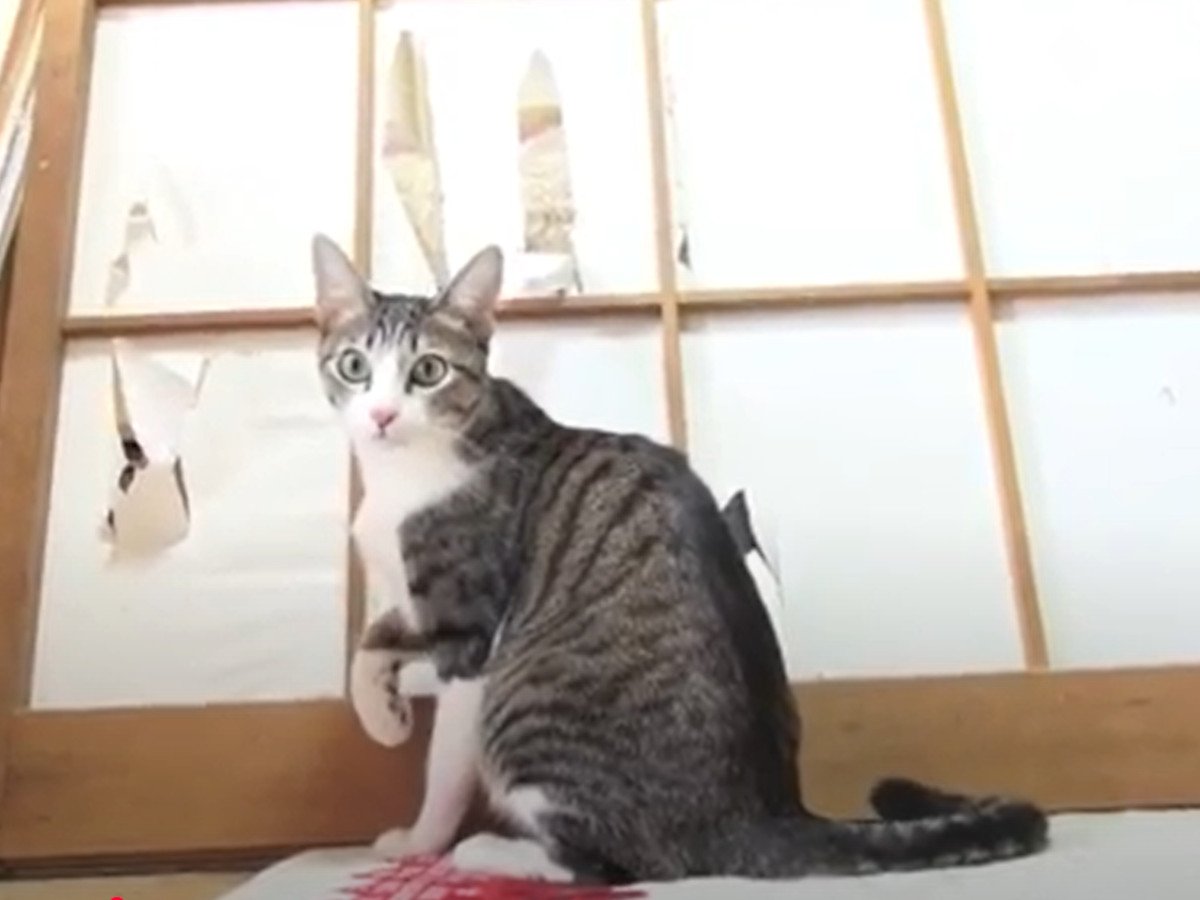 堂々と障子を破る！