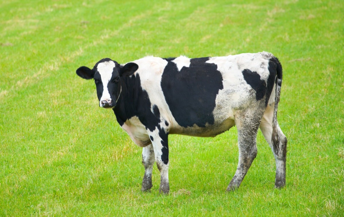 「食べてすぐ寝ると牛になる」ってよく言うけど…