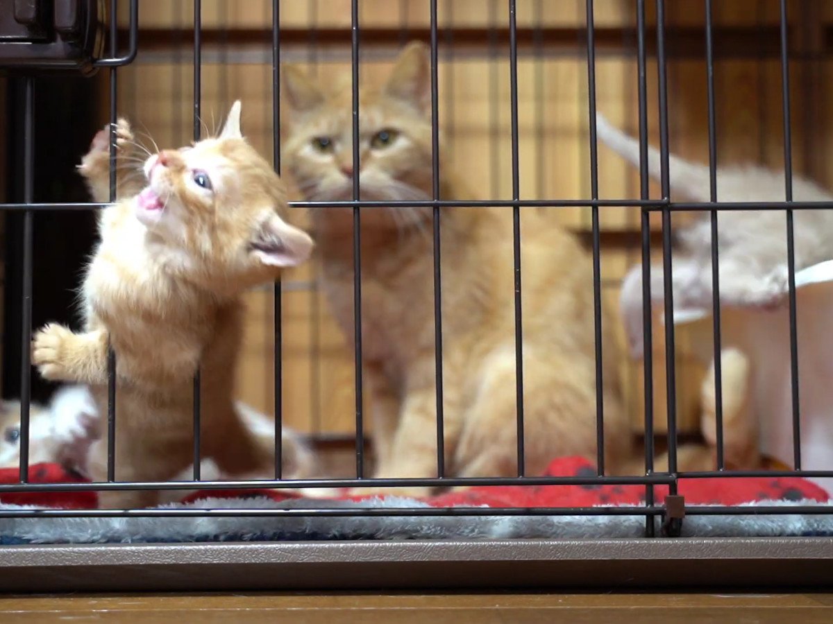飼い主さんもお母さん猫も驚愕？