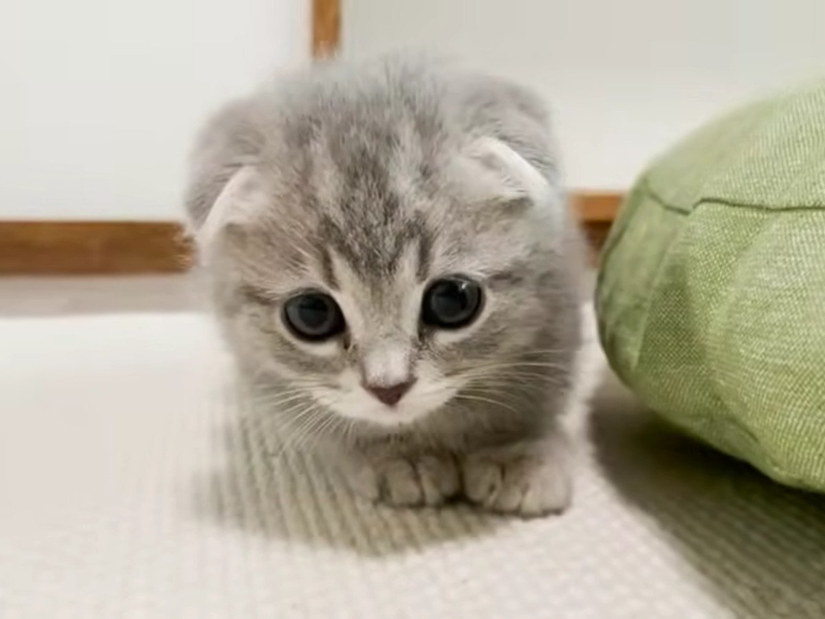 飼い主さんをじっと見つめて…