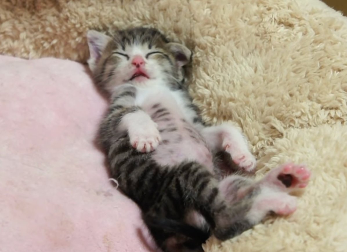 この後、バンザイをします……！