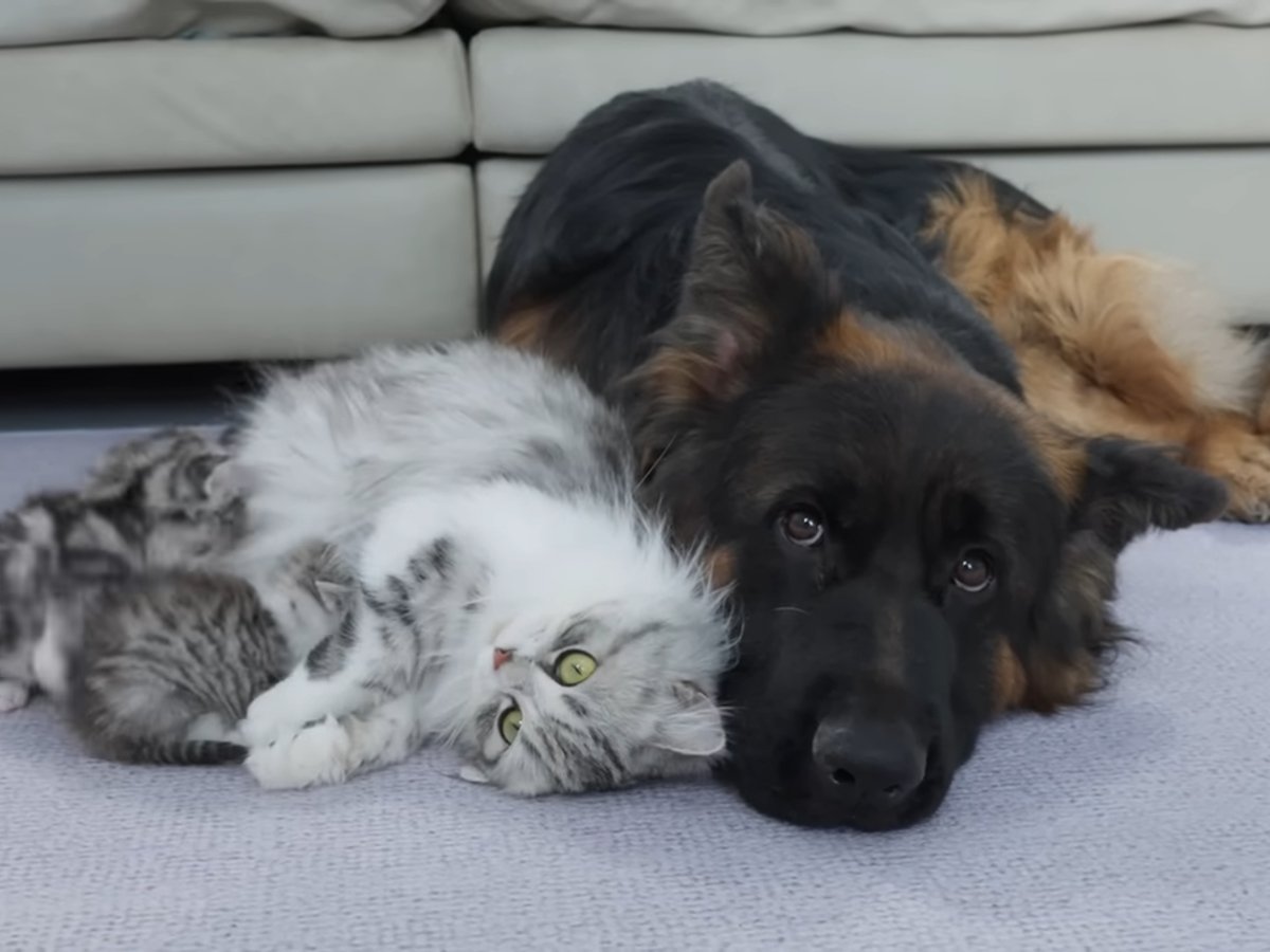 母猫と犬の絆に感動…