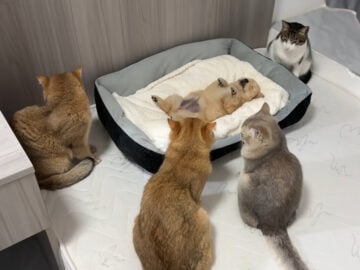 子犬を見守る猫たち……