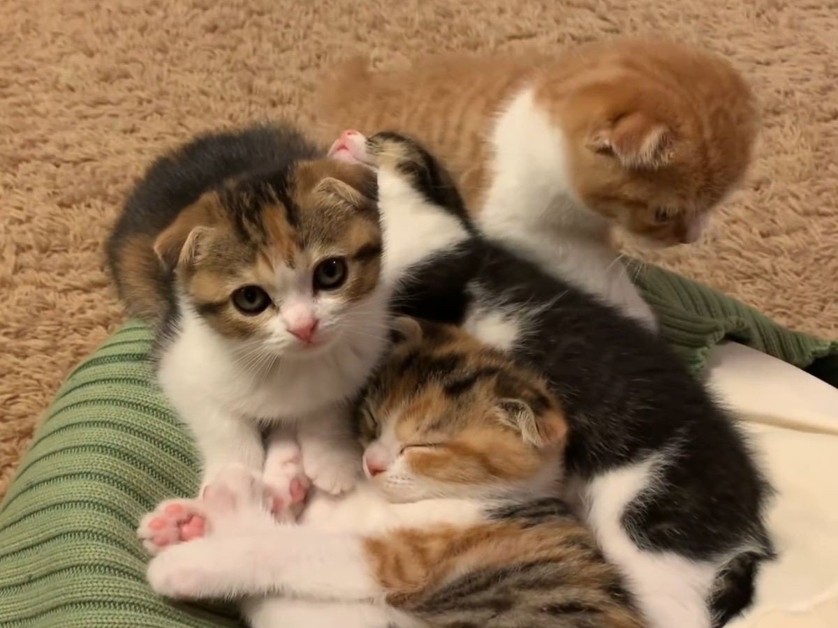 もふもふが大集合！