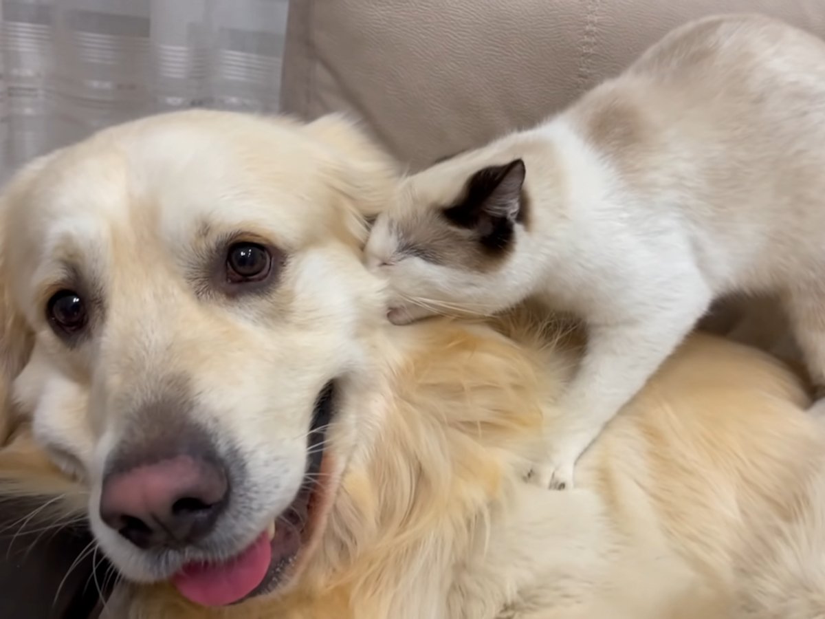 2匹の表情に注目！