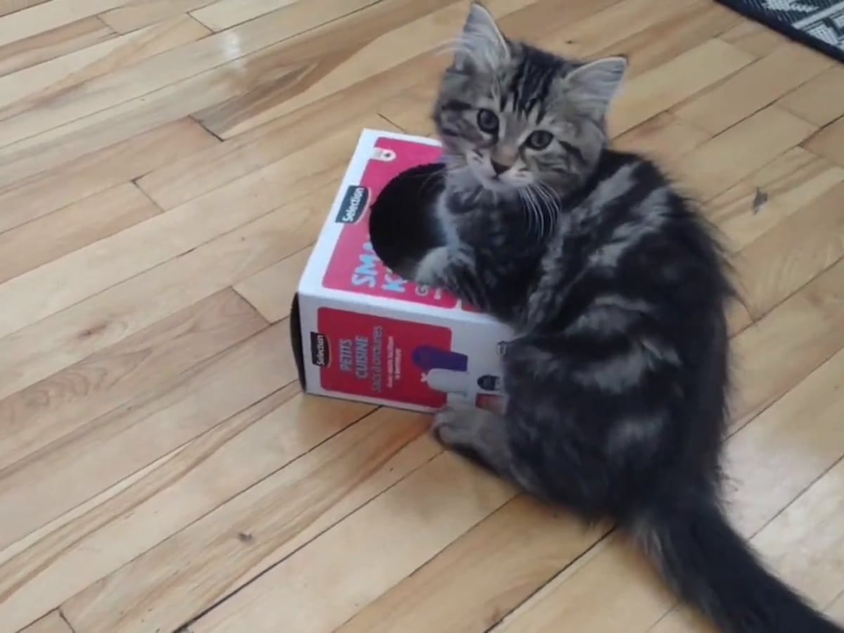 この上目遣いを見よ！