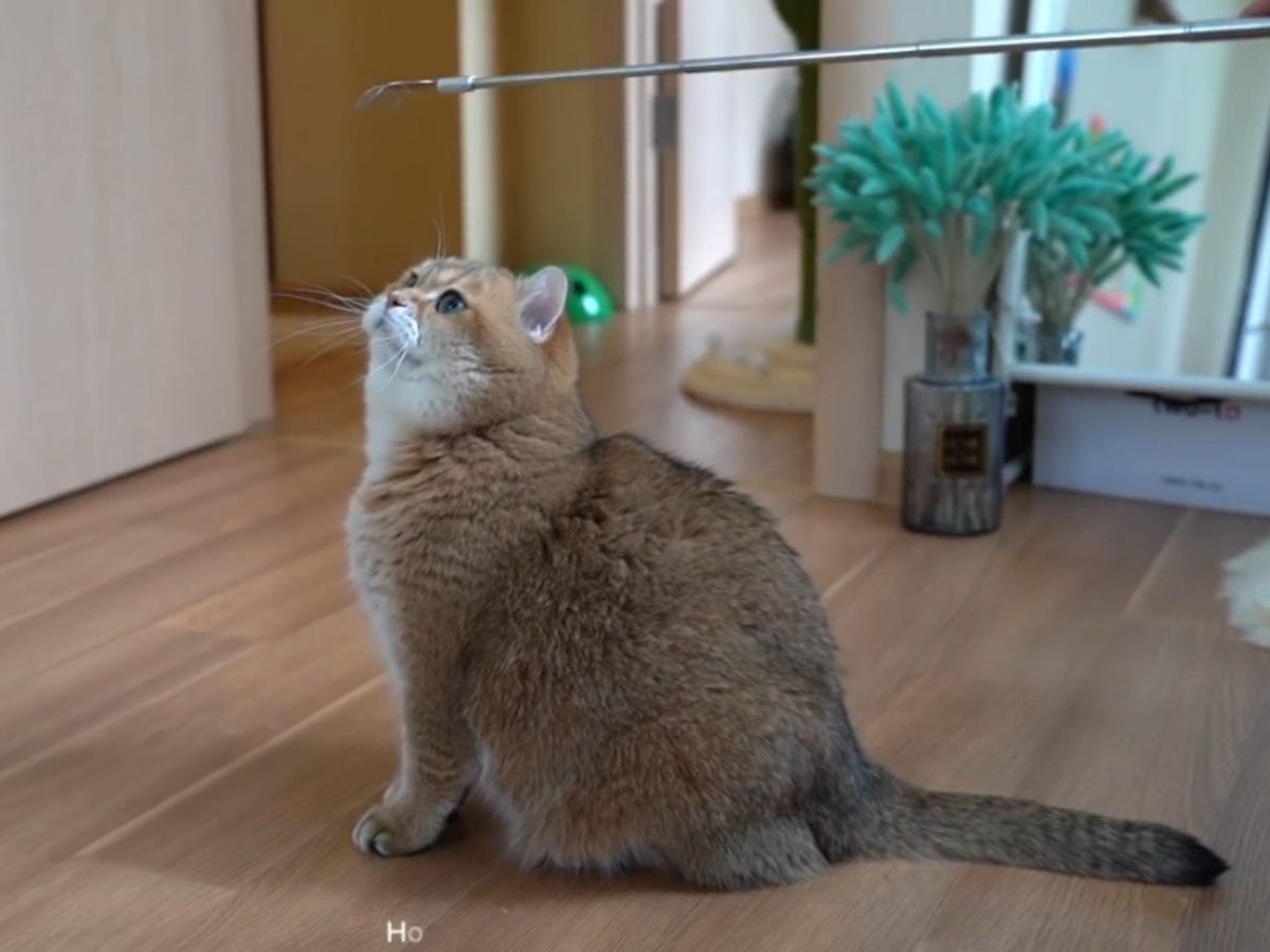 「孫の手」が気になる？