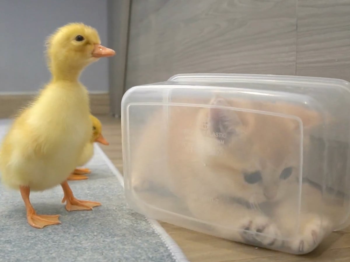 ボックス遊びに夢中！