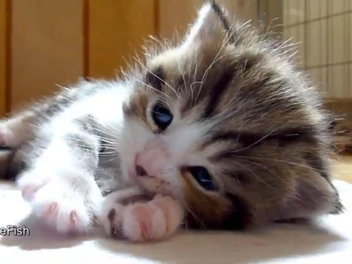 まるでぬいぐるみ!