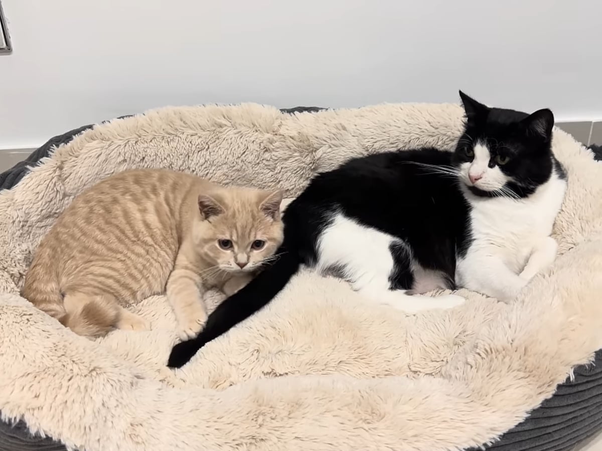 目の前でしっぽが動く！