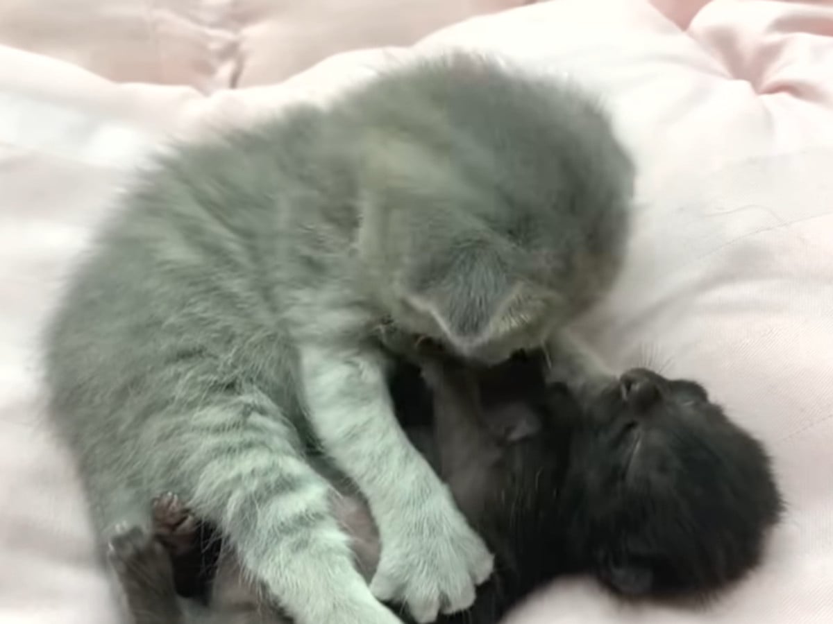 ぎゅってされてる姿にほっこり！