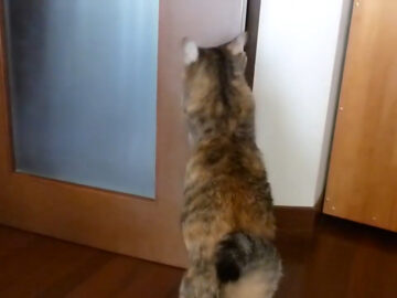 かわいい前足でドアを優しくタッチ