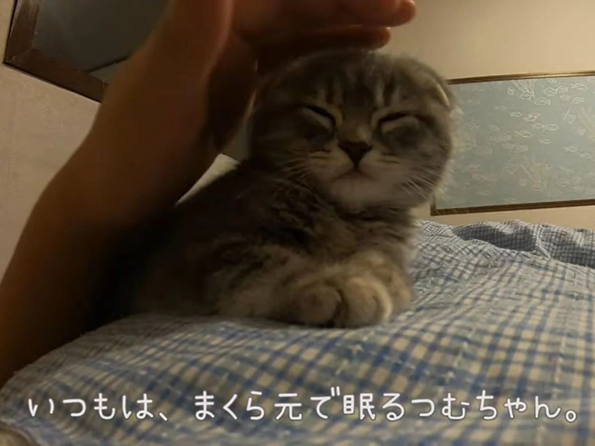 ウトウトお休みモードの子猫