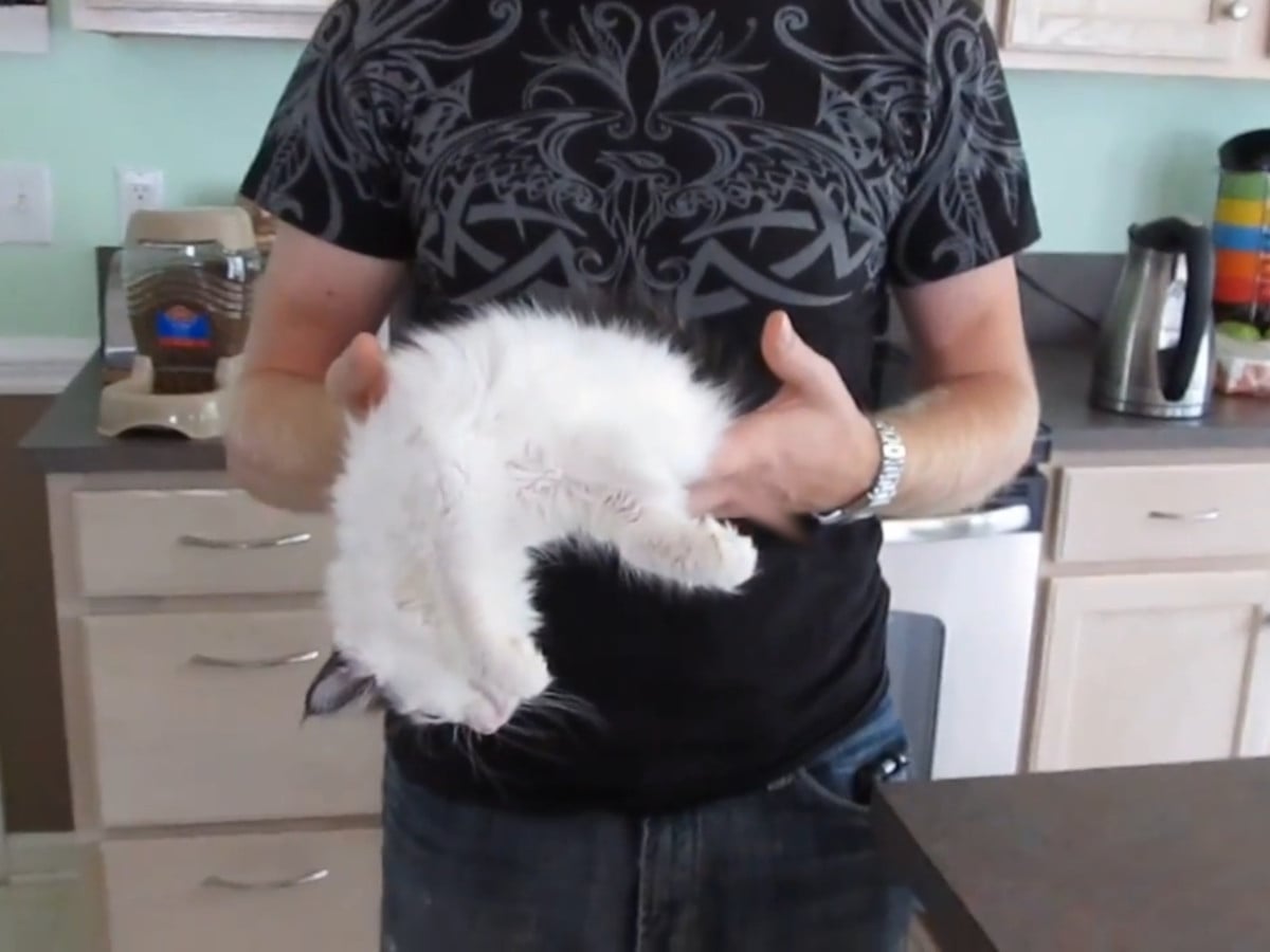 だら～んと脱力する子猫