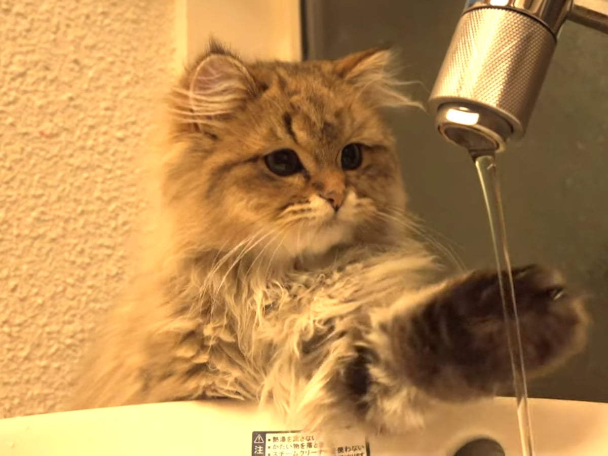 あざとかわいい表情