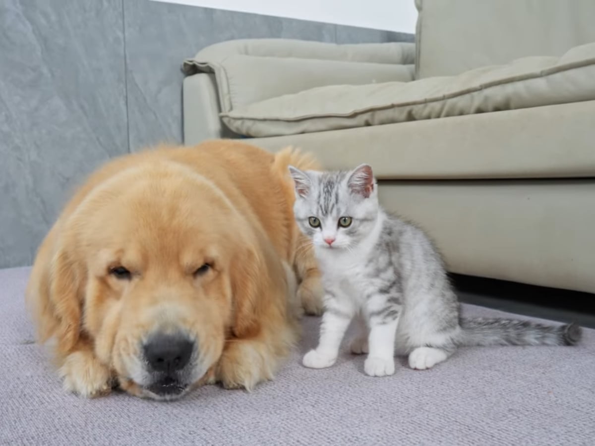 怒らないゴールデンレトリバー