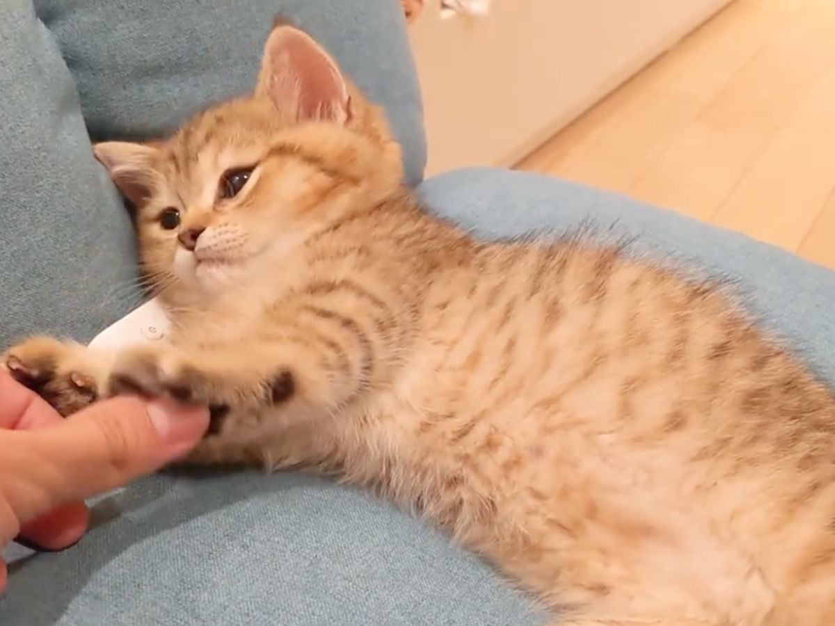 寝落ちしながら足をふみふみする子猫