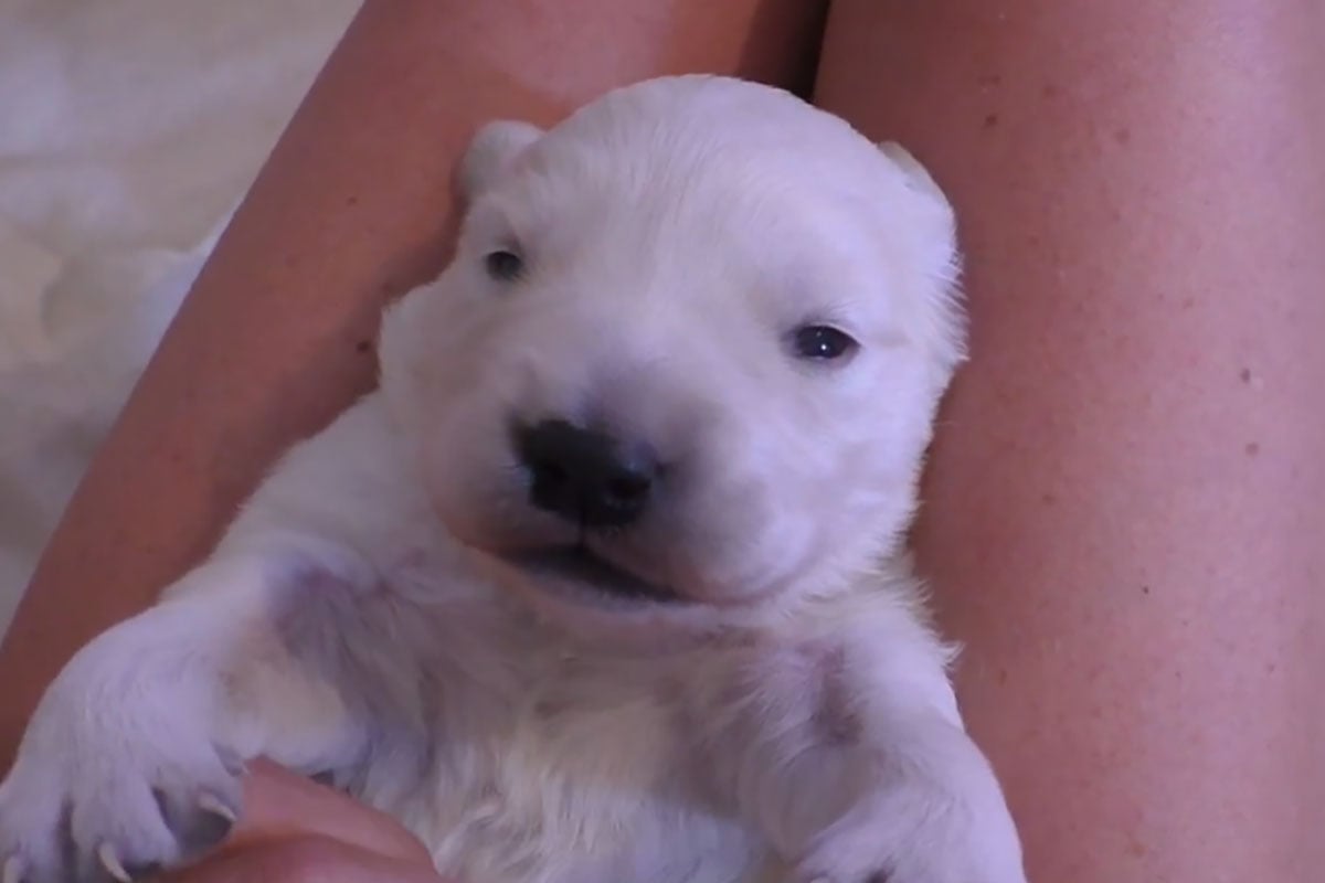 とっても愛らしい白いゴールデンレトリバーの子犬