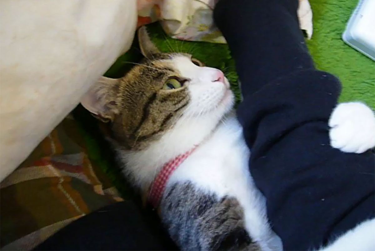 飼い主さんの腕にずっと抱きついている猫