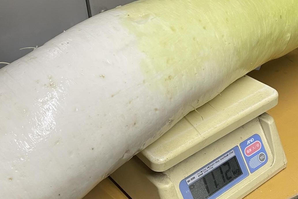 はかりからはみ出してる…巨大なダイコン！