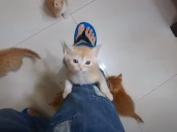飼い主の足を登っていく子猫たち
