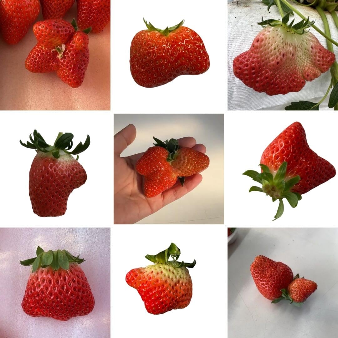 信州高森いちご生産組合提供