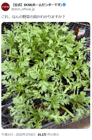 「DCM」の公式「X」アカウントより