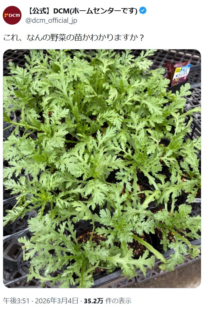 「DCM」の公式「X」アカウントより