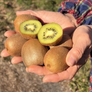 CHIZUFARMの小ぶりなキウイフルーツ