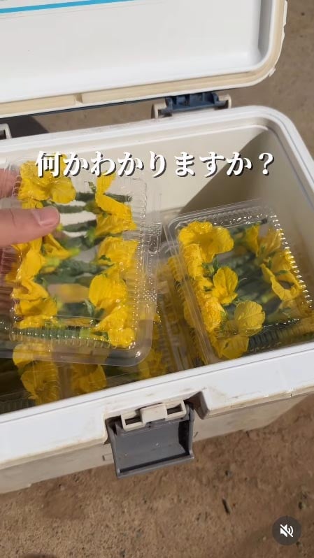 この黄色い花は「何の花？」