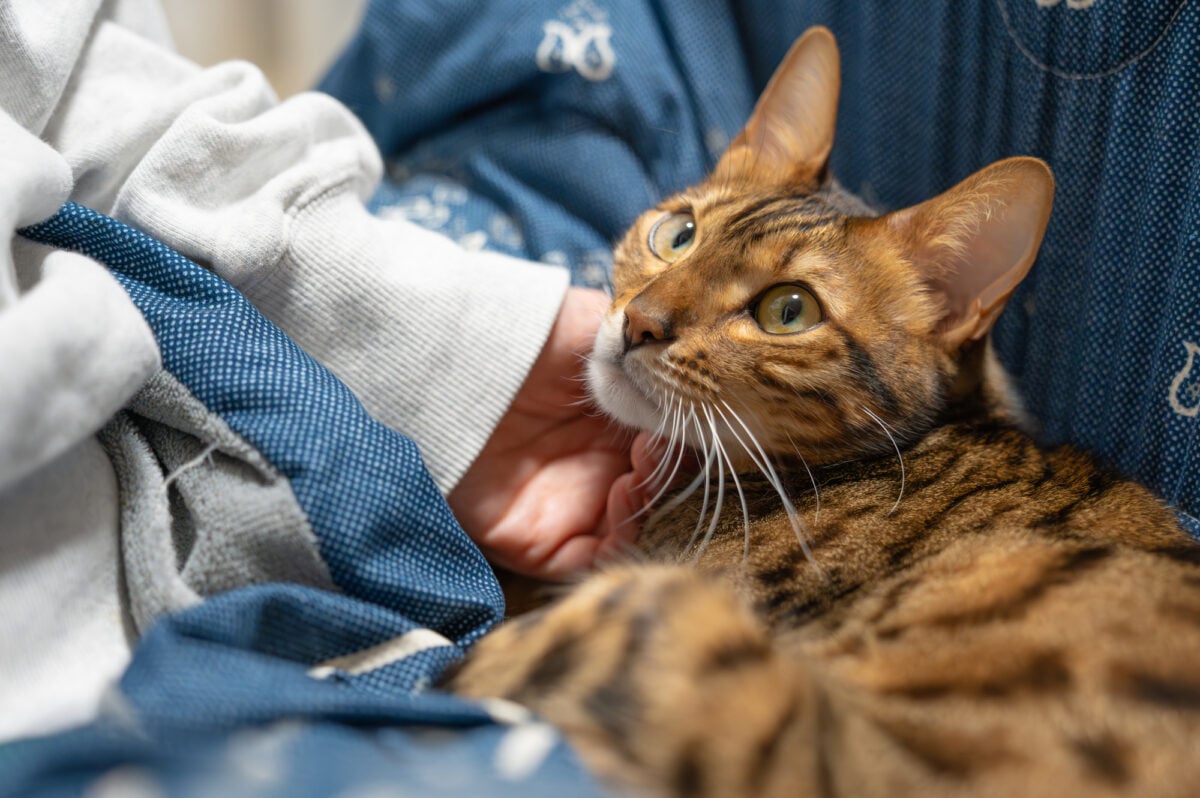 猫がなつく場合、飼い主を信頼している？（画像はイメージ）