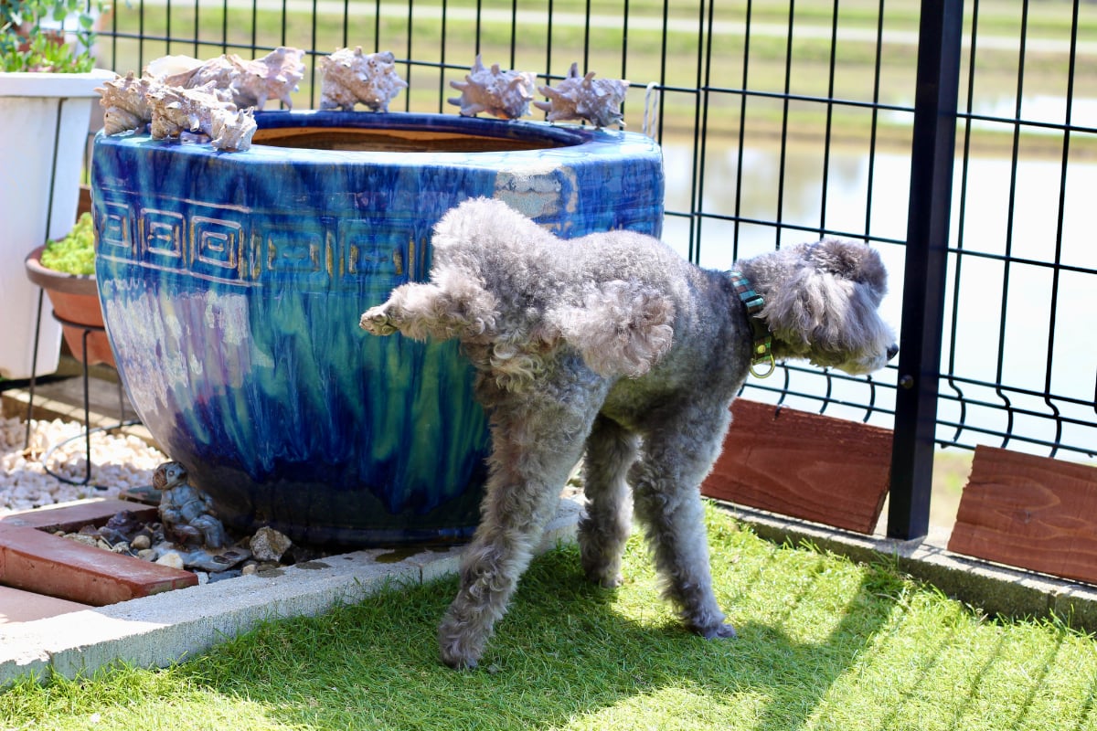 犬が散歩時、電柱や壁におしっこをするのはやむを得ない？（画像はイメージ）