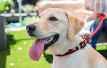 「ペットにしたい大型犬」ランキング