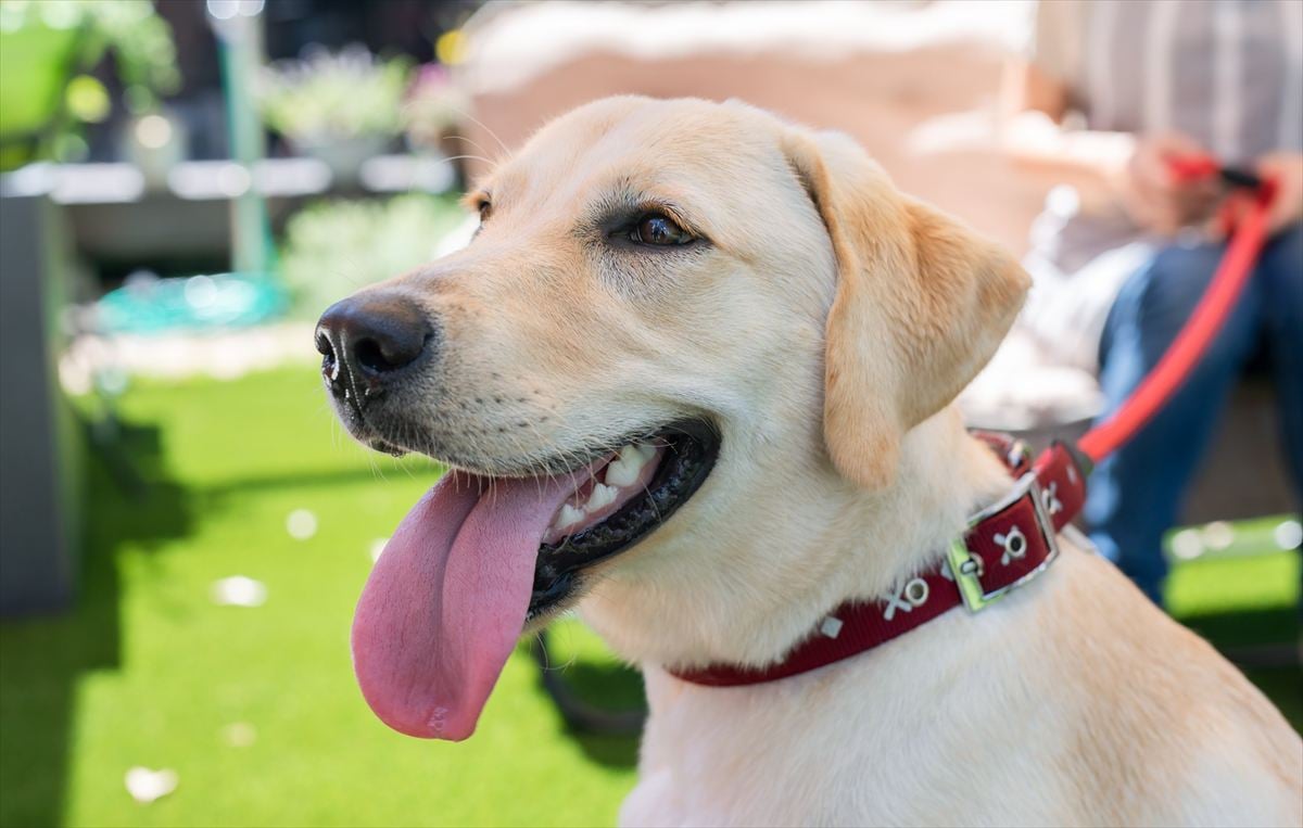 「ペットにしたい大型犬」ランキング