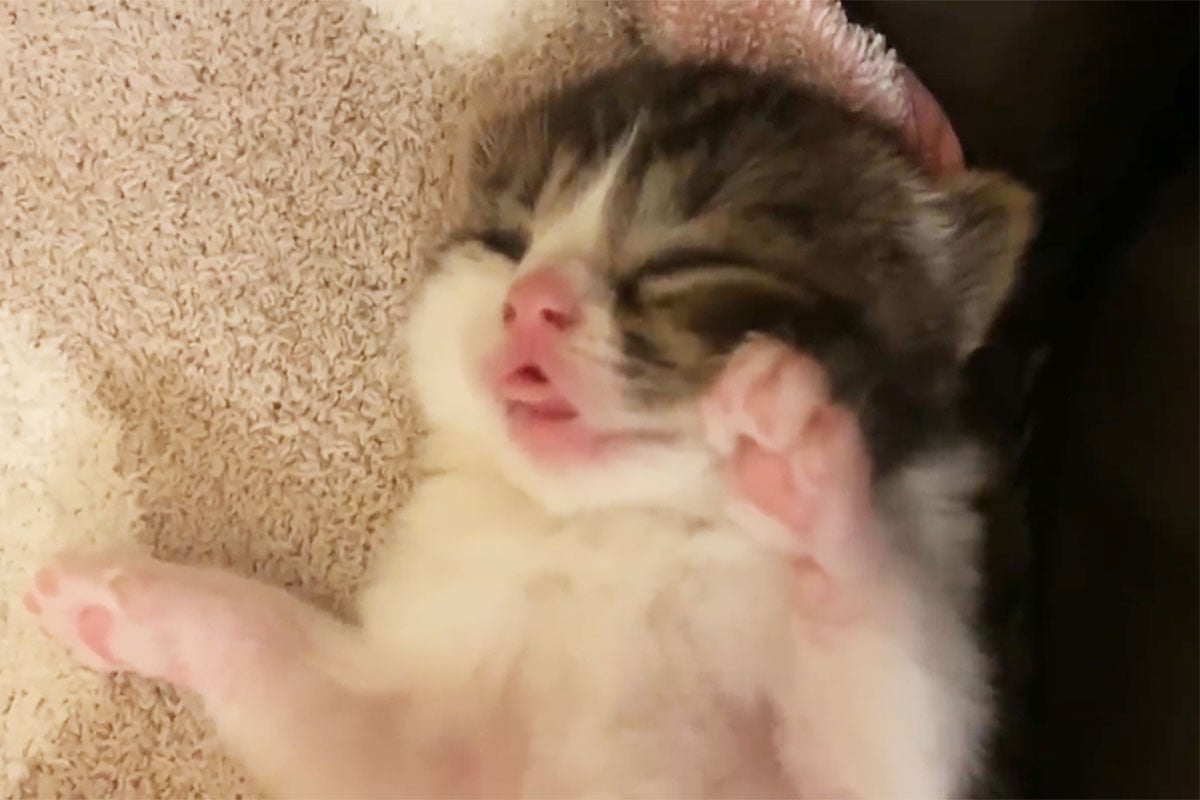 ピクピクと手足を動かしながら寝る子猫…この後にハプニング発生！？