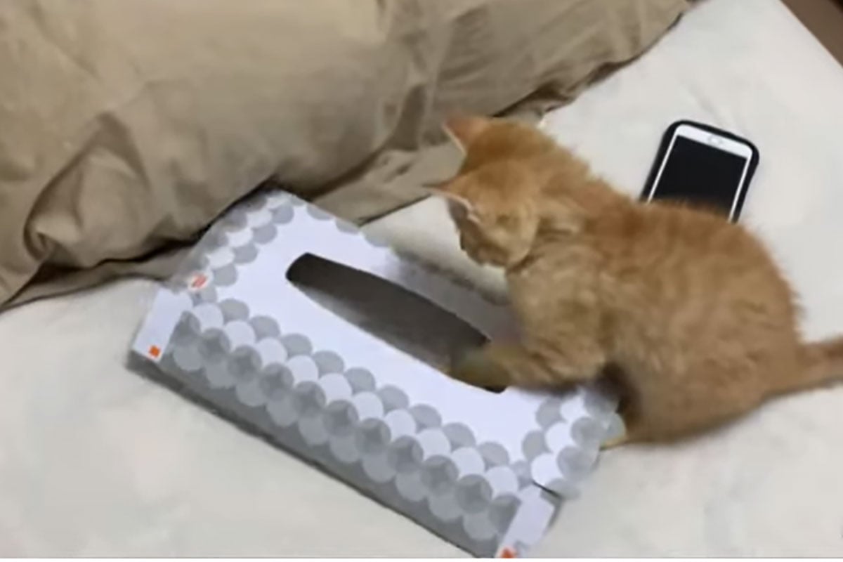ティッシュの箱が大好きな子猫さん。あれ、前より少し体が大きくなったかニャ…？
