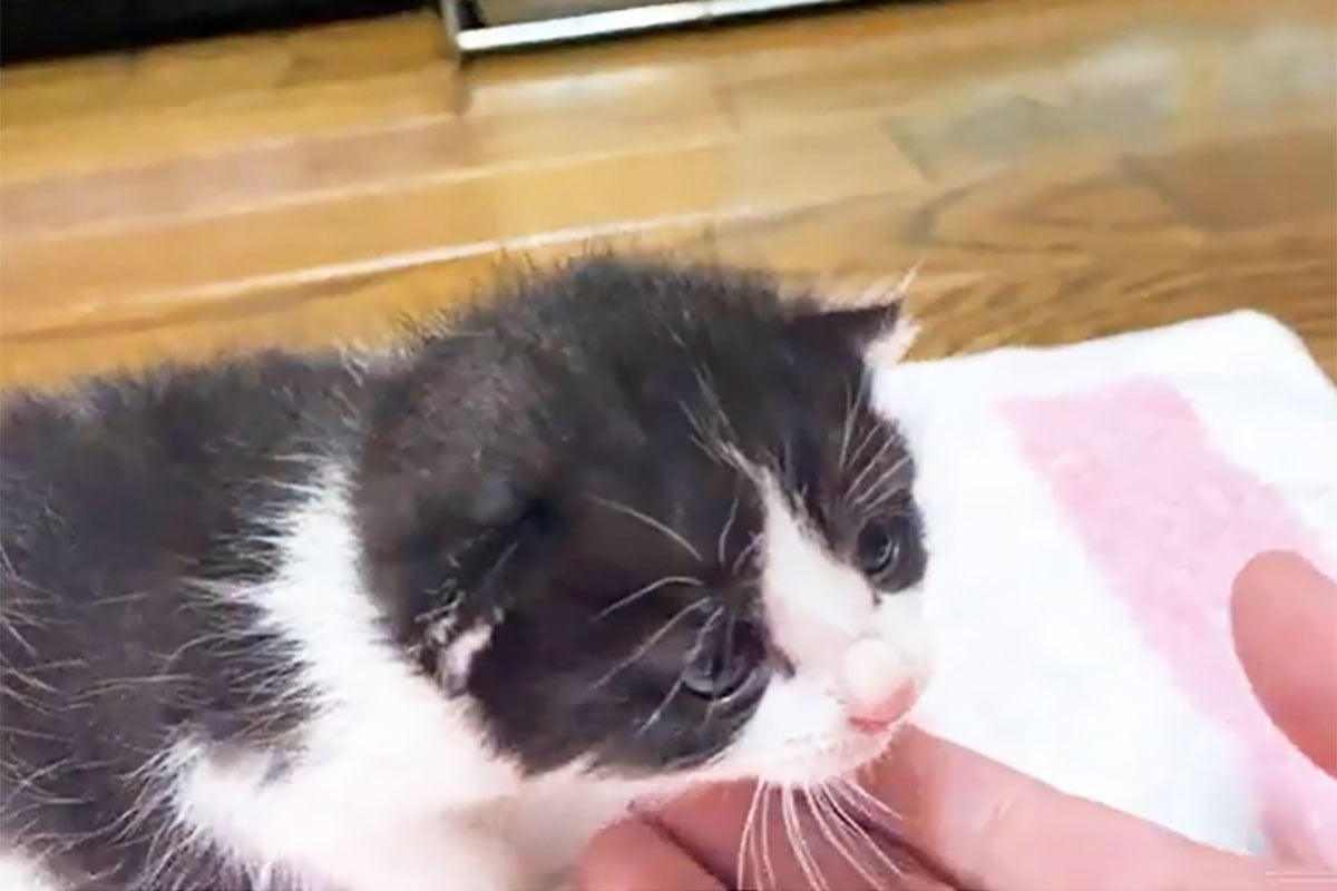 手のひらサイズの赤ちゃん猫がトコトコ歩いて行った場所は…？