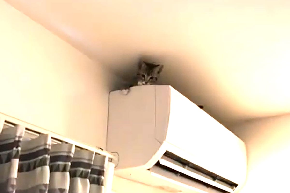 エアコンの上から降りられなくなってしまった子猫…とても不安そう！どうやって救出する？