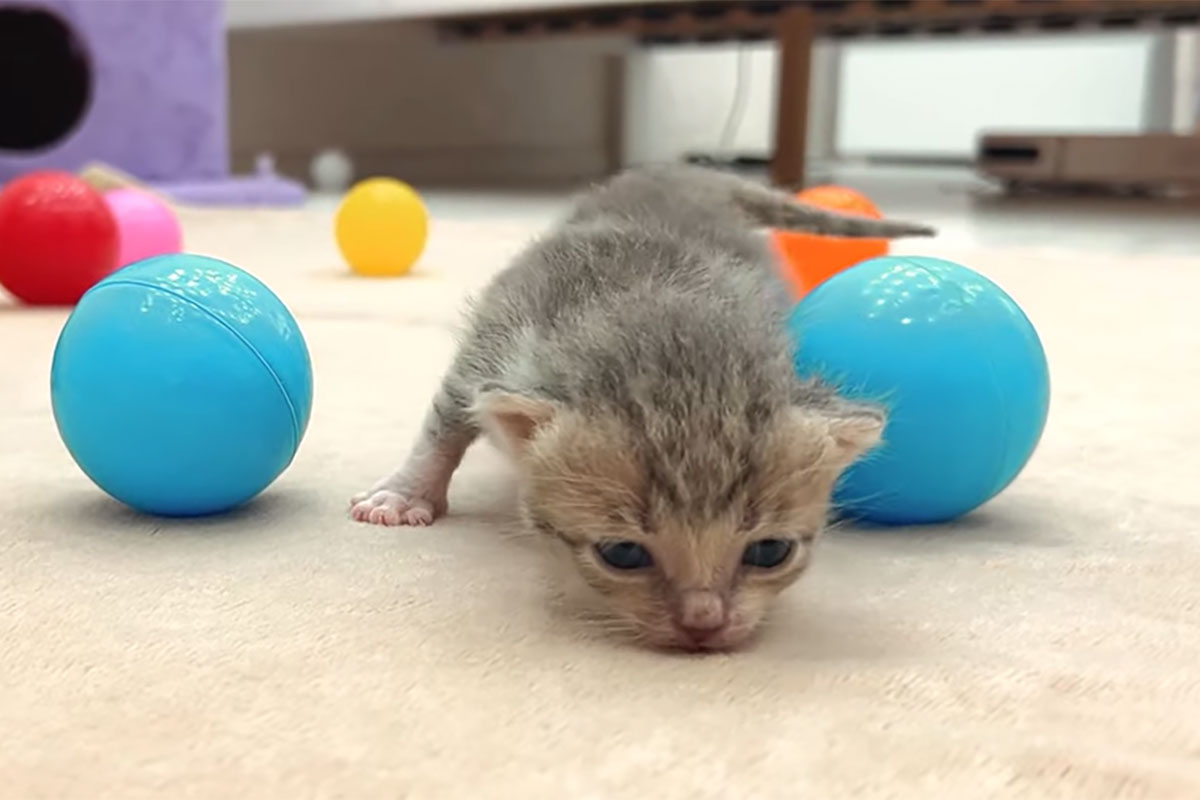 生まれたばかりの子猫。たくさん動き回ったあとはミルクの時間！