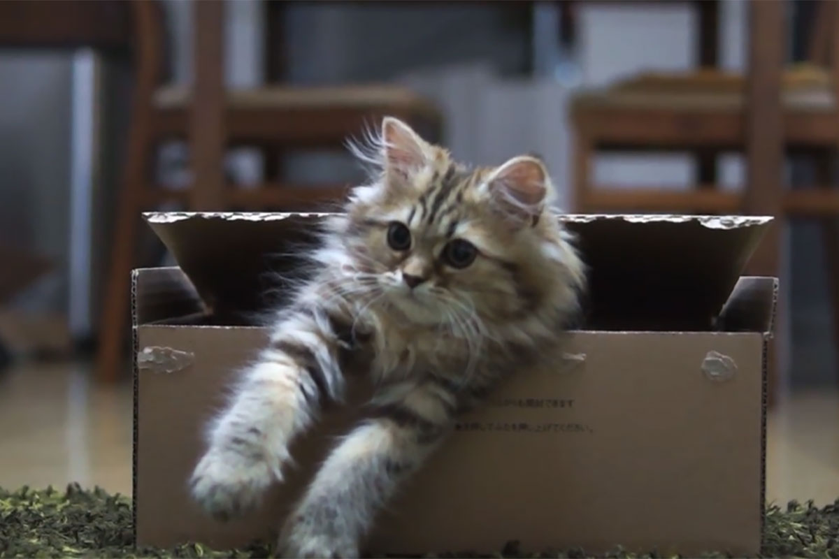 箱の中で待ち伏せする猫さん。飼い主さんがおもちゃを近づけると……