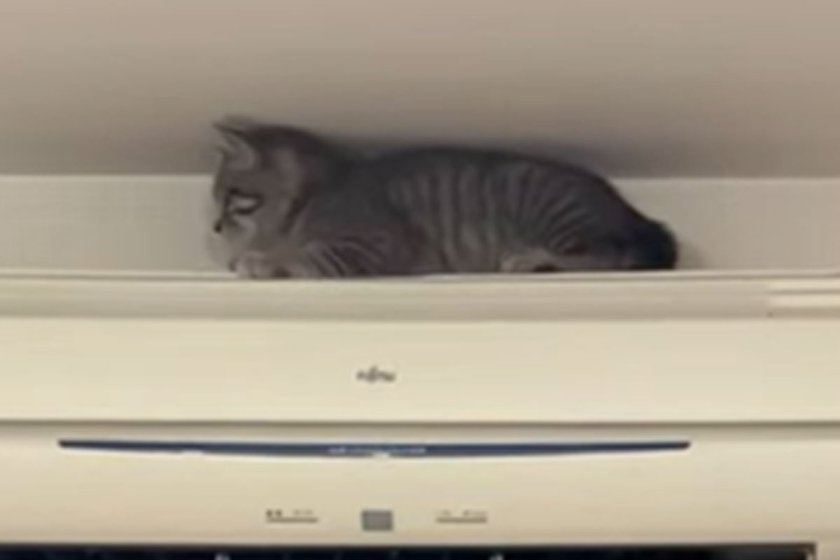 気に入ってるのかな？子猫が挟まっている「あり得ない」場所とは…？