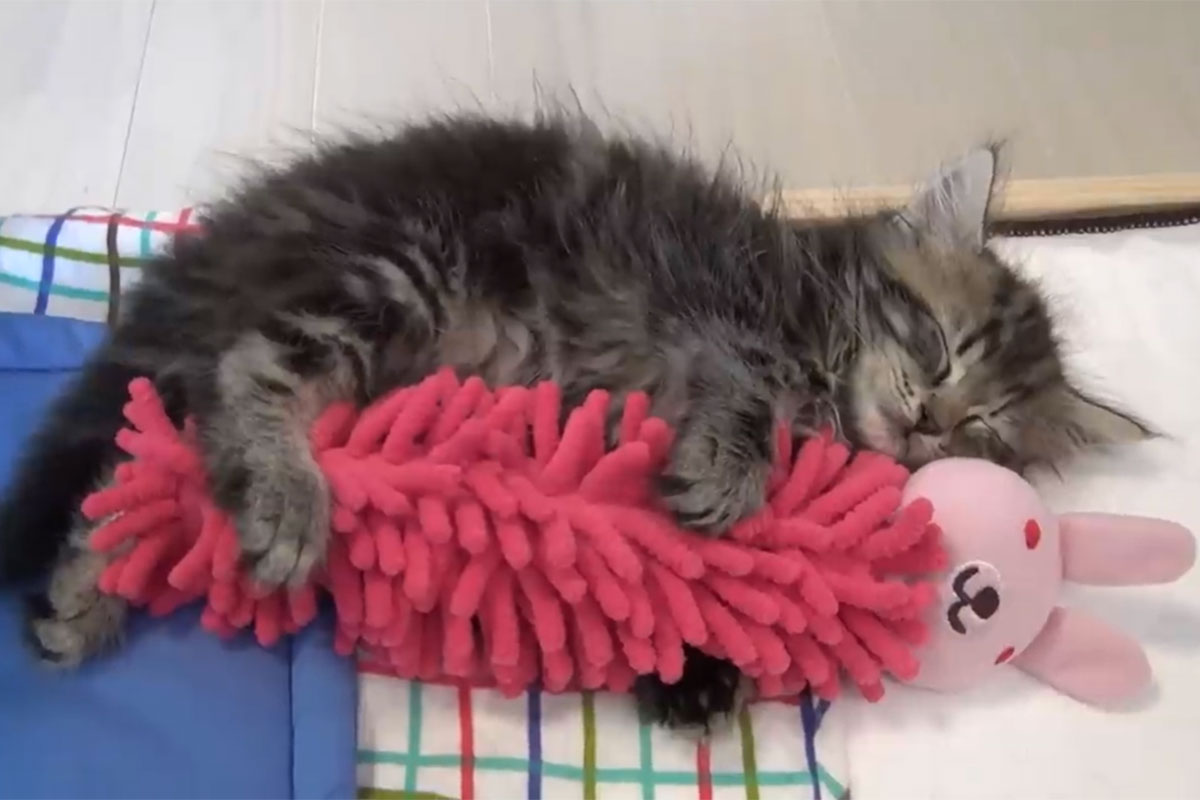 人形を抱きしめて眠る子猫。「フニャ～」と寝言も…カワイイ！！