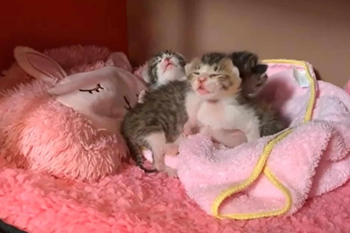 まだ目が開ききっていない子猫たち。とっても小さい…かわいい…！！