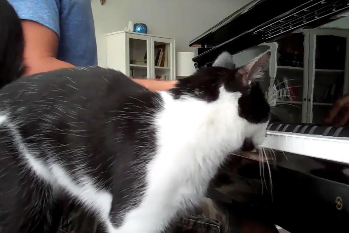 飼い主さんはピアノの演奏中！じっと手を見つめる猫さん……