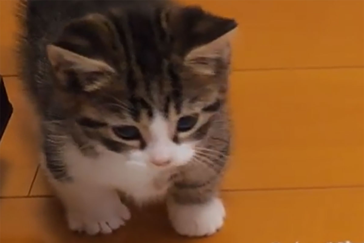 ココが不思議そうに見つめるモノは……？短い前足がたまらなくかわいい！