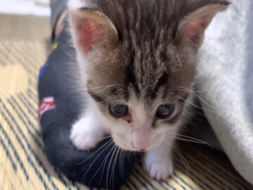 飼い主に甘えまくる子猫がかわいすぎ!