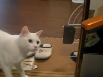 お気に入りの場所に掃除機が……猫パンチで撃退しようとするも？
