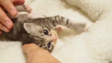 飼い主にほっぺをぷにぷに、なでなでされると……?